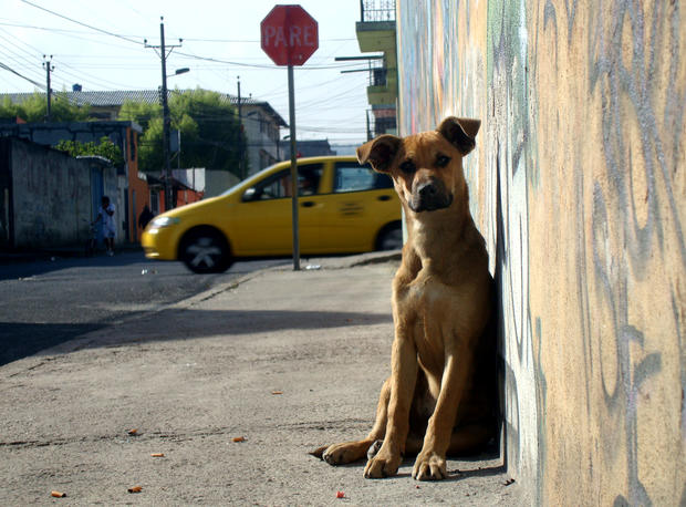 centro de rehab para animales 1