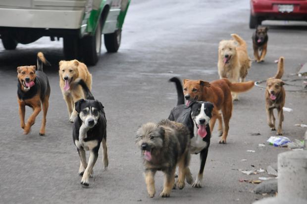 centro de rehab para animales 5