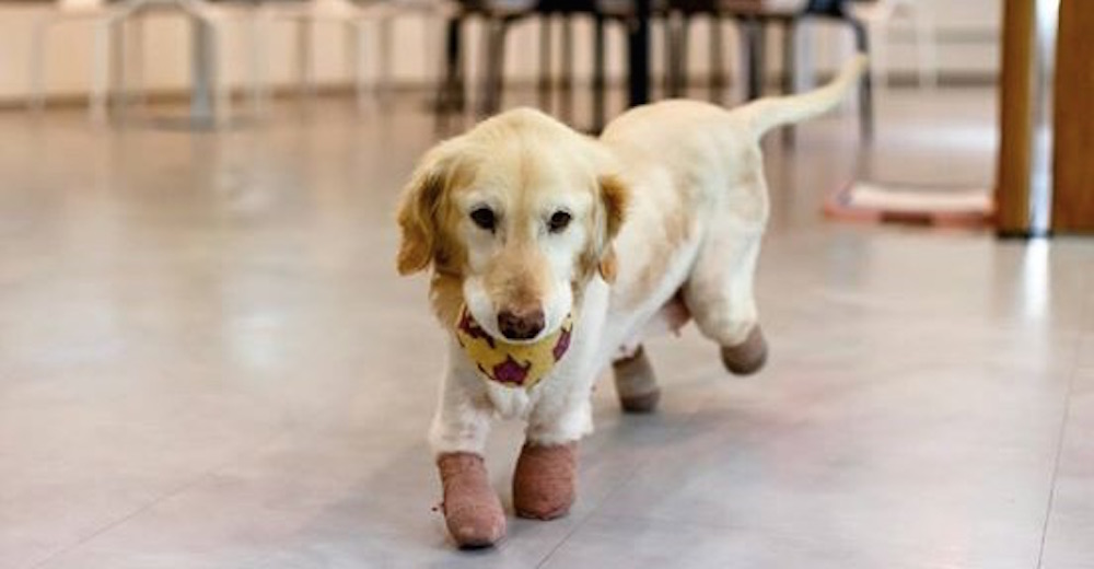 Aunque perdió todas sus patitas por el mercado de carne, se empeña en ser la perrita más feliz