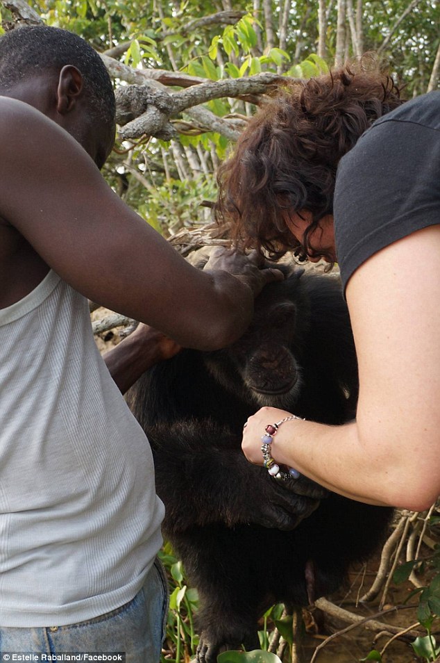 chimpance ponso abraza visitante 1