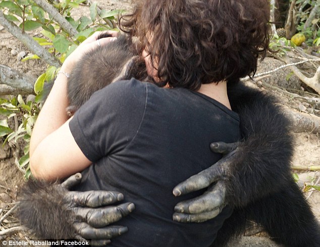 chimpance ponso abraza visitante 2