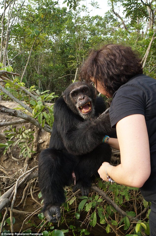 chimpance ponso abraza visitante 3