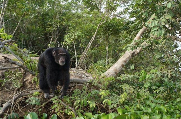 chimpance ponso abraza visitante 4