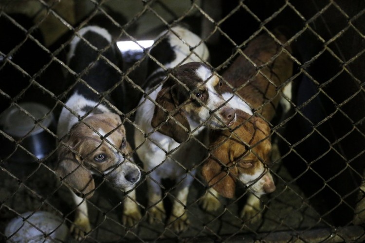 corgi y perros rescatados 3