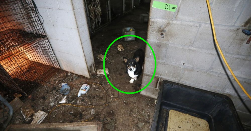 Corgi es rescatado de una terrible pesadilla, pero eso no es lo peor… Había más como él
