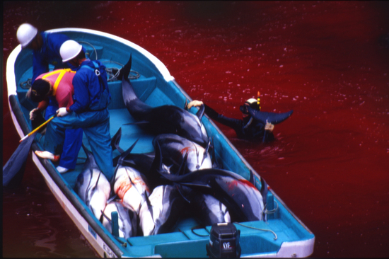 delfines-asesinados-taiji