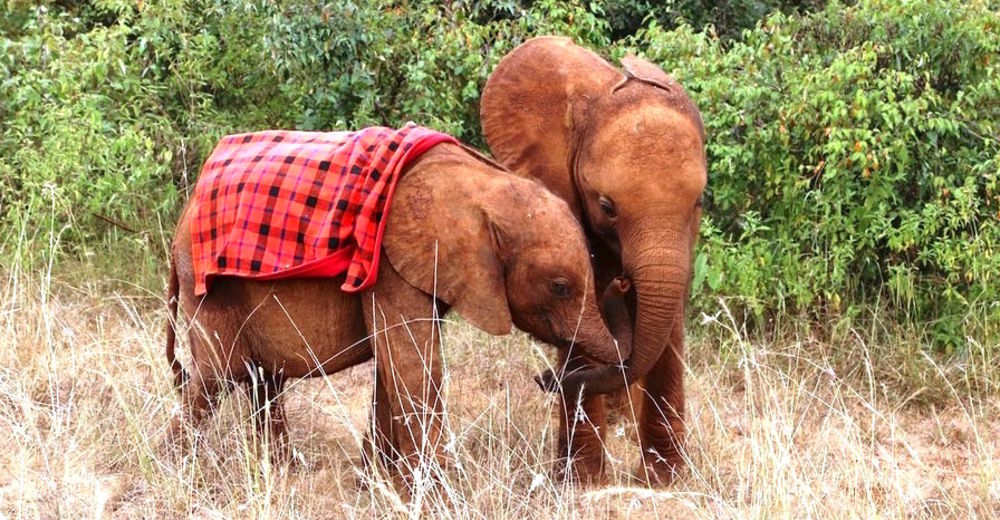 Un bebé elefante maltratado y huérfano se convierte en terapeuta de otros elefantes