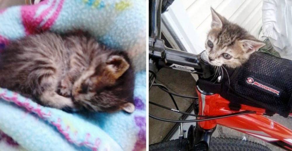 Alguien sin alma abandonó a esta gatita – Casi muere pero un ángel se detuvo para salvarla Alguien sin alma abandonó a esta gatita – Casi muere pero un ángel se detuvo para salvarla