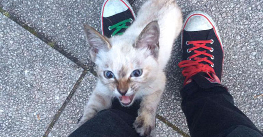 ¿Crees en el amor a primera vista? Un gato perdido y su nuevo dueño te probarán que existe