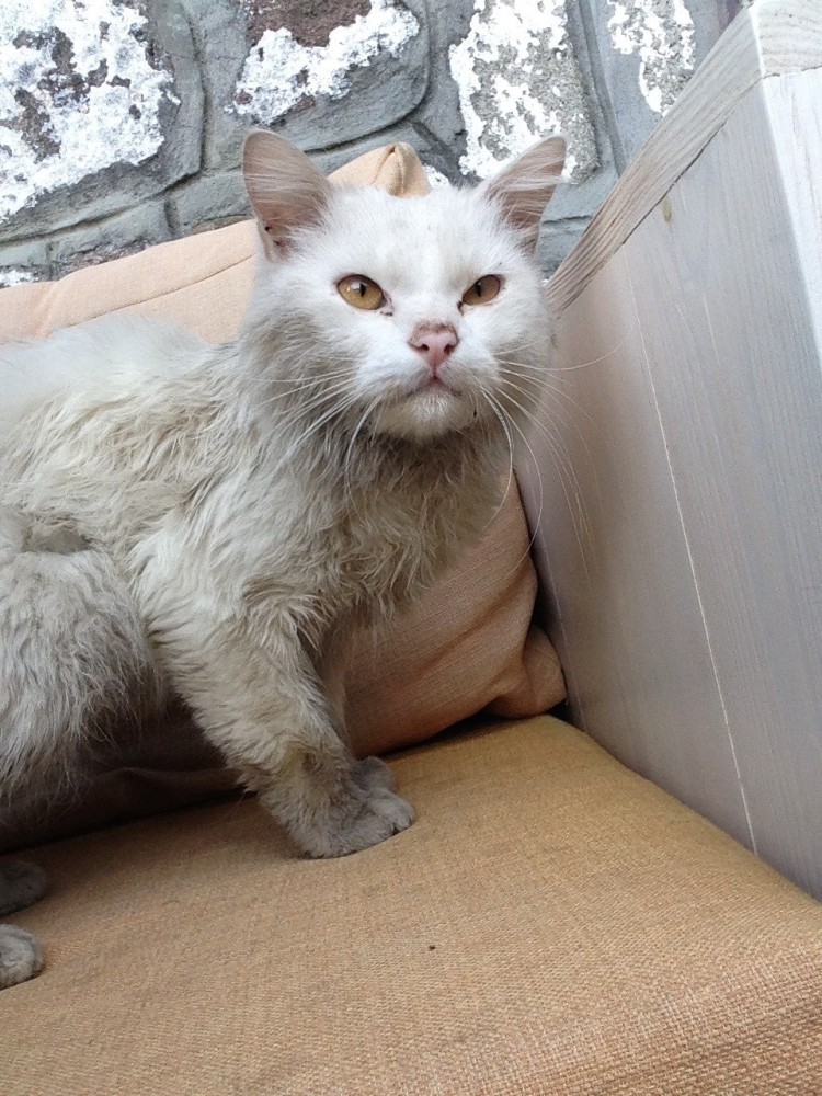 gato-se-encuentra-con-su-familia-de-refugiados9