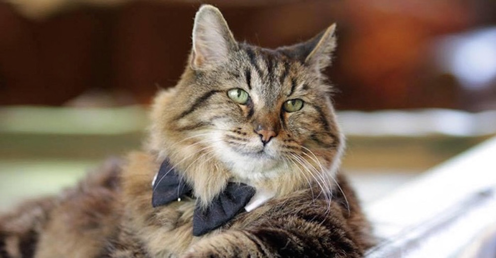 Corduroy, el gato más viejo del mundo – Tiene 26 años y fue adoptado de un refugio
