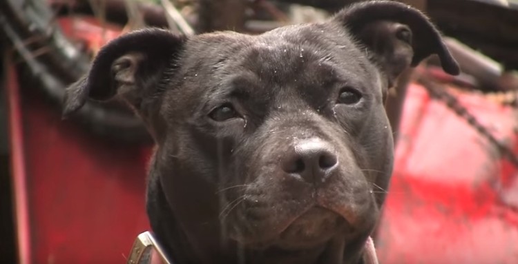 historia-de-perros-encadenados3