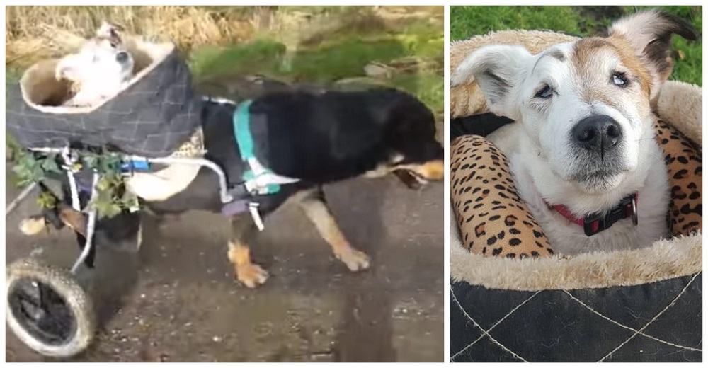 Dos perritos enfermos que se necesitan mutuamente son grabados en el mayor acto de amor Dos perritos enfermos que se necesitan mutuamente son grabados en el mayor acto de amor