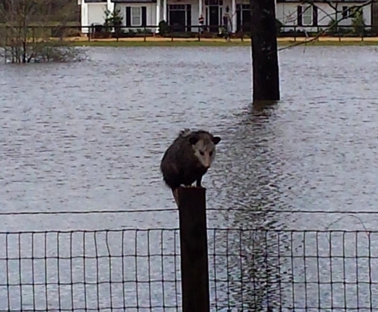 hombre bote animales inundacion 11