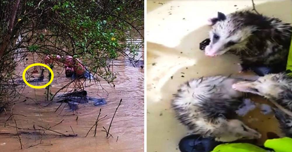 Grandioso – Él se convirtió en el héroe de muchos animales, víctimas de una inundación
