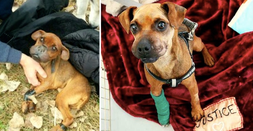 Justicia para Justice – Un hombre amarró y abandonó un perro indefenso para dejarlo morir