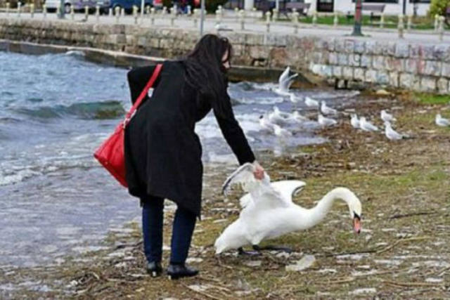 mato-a-cisne-porque-no-queria-aparecer-en-su-selfie2