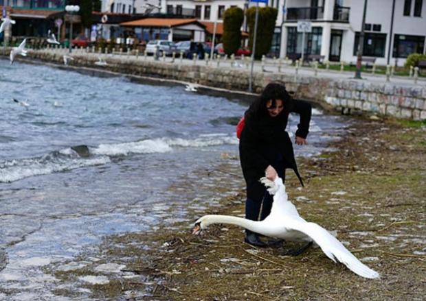 mato-a-cisne-porque-no-queria-aparecer-en-su-selfie5