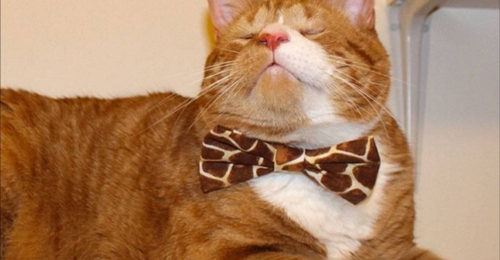 Mr. Magoo, un gato ciego destinado a morir – Ahora es un minino con mucho estilo…