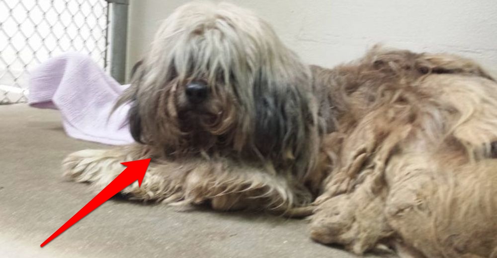 Este perro estuvo tres años abandonado en la calle… pero tuvo una grandiosa transformación