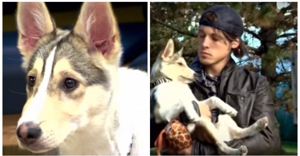 Recibe la mejor recompensa tras quedarse sin dinero por viajar 2400 km para adoptar una perrita Recibe la mejor recompensa tras quedarse sin dinero por viajar 2400 km para adoptar una perrita