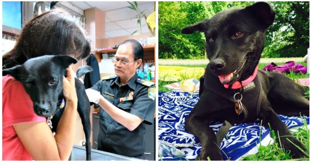 Lulú: una perrita rescatada que viajó al otro lado del mundo para comenzar una vida nueva