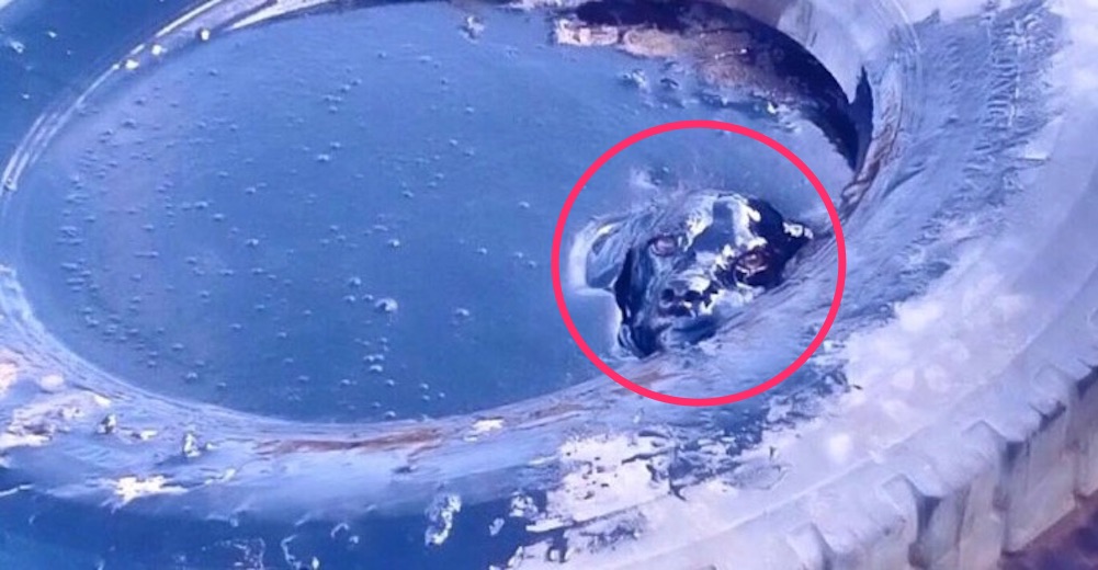 Este padre y su hijo no podían dar crédito a lo que encontraron en un pozo en el desierto Este padre y su hijo no podían dar crédito a lo que encontraron en un pozo en el desierto