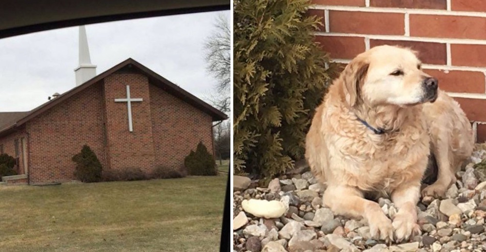 Fue abandonado en una iglesia … el pobre esperaba a sus dueños, que jamás regresarían