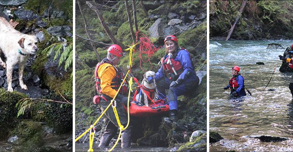 Impresionantes imágenes muestran el momento en el que rescatan a un perro atrapado en el río