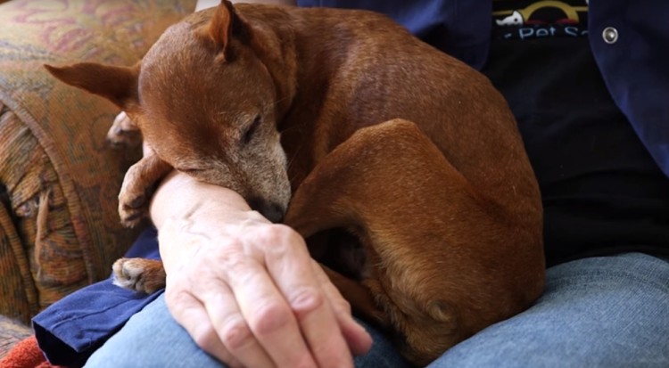 perros-ancianos-rescatados14