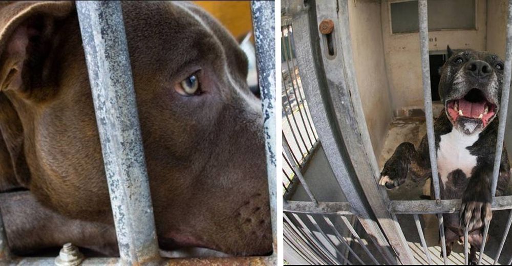 Un refugio quiere sacrificar 21 perros… Incluso habiendo alguien dispuesto a llevárselos
