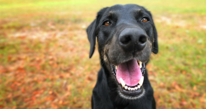 perros-y-gatos-declarados-vecinos-pueblo-espanol4