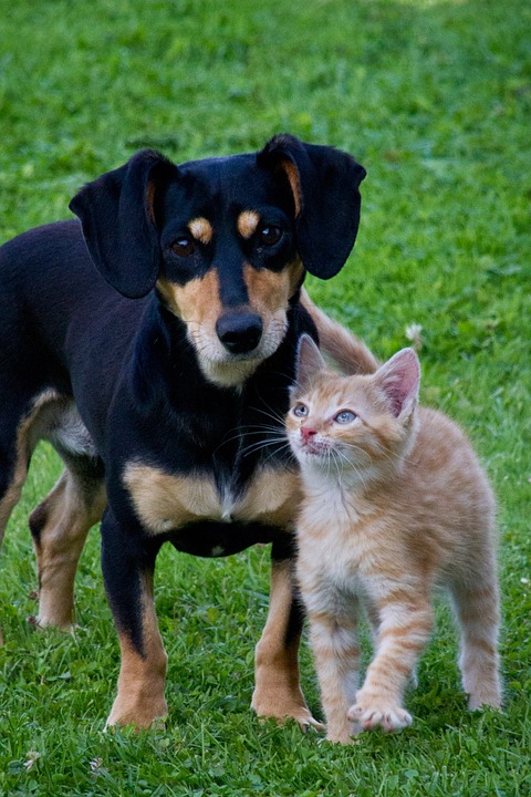 perros-y-gatos-declarados-vecinos-pueblo-espanol5