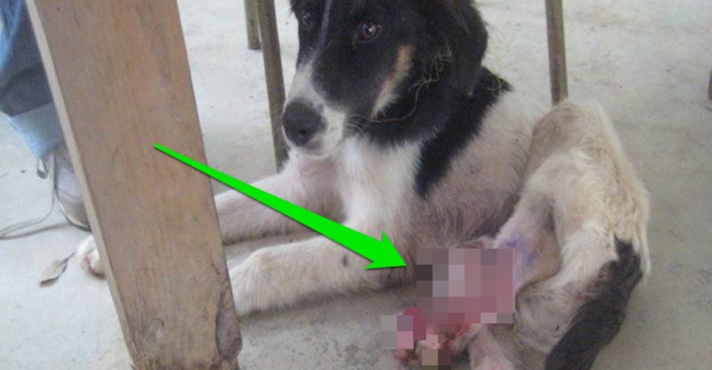 Un perro de la calle perdió una pata pero ganó algo extraordinario – Ahora es todo un héroe Un perro de la calle perdió una pata pero ganó algo extraordinario – Ahora es todo un héroe