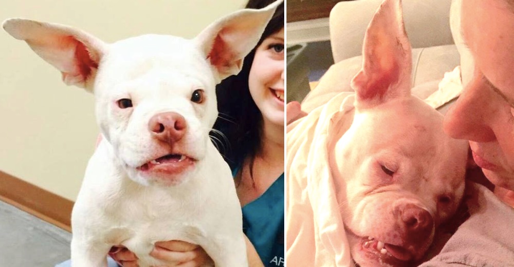 Nació con necesidades especiales y por suerte la adoptaron en el mejor hogar