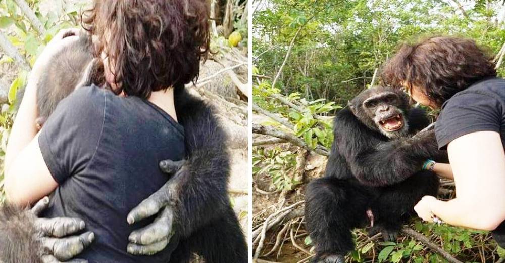 Un chimpancé reacciona de la forma más increíble después de vivir aislado 30 años Un chimpancé reacciona de la forma más increíble después de vivir aislado 30 años
