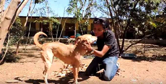 rescate-de-missy-perrita-tumor10