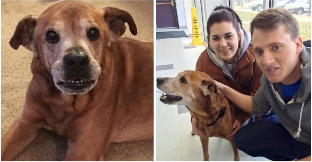 Van a un refugio sólo a donar comida, ven un perro anciano desolado y no pueden pasar de largo Van a un refugio sólo a donar comida, ven un perro anciano desolado y no pueden pasar de largo