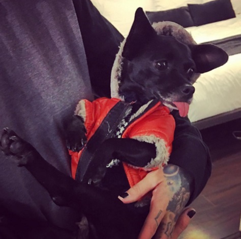 ruby rose vacaciones perro 7