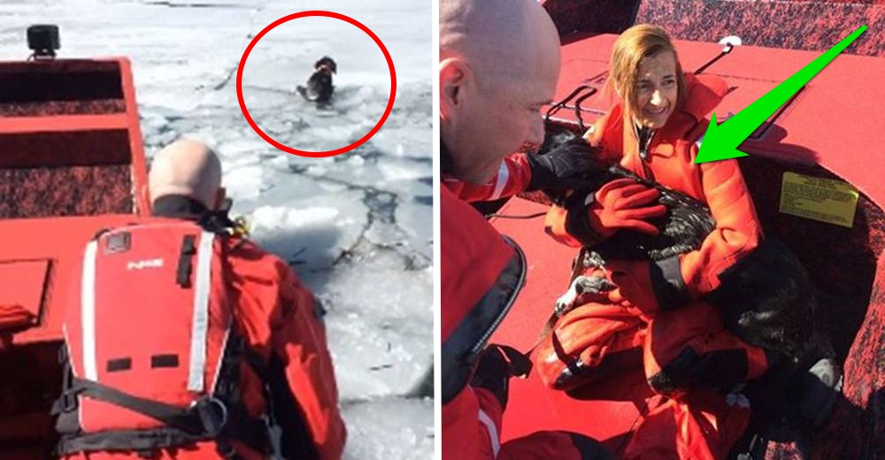 Una perrita escapa y es rescatada 5 días después en un lugar de difícil acceso