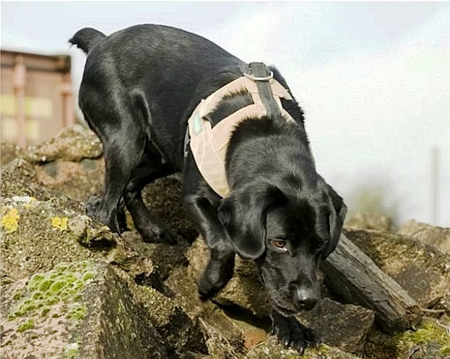 soldado perro homenaje tatuaje 4