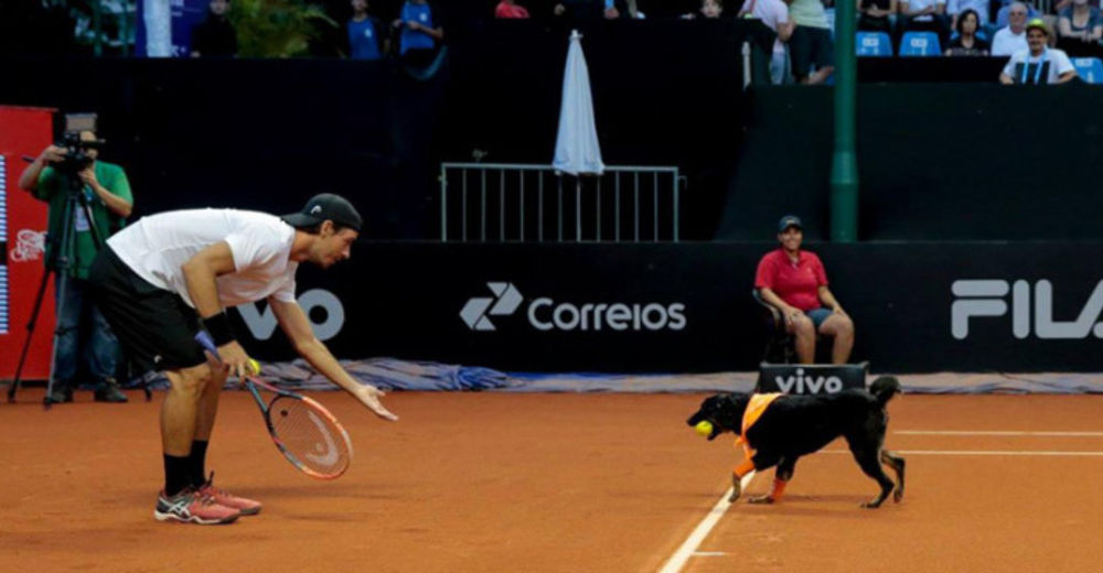 Ver para creer – Estos caninos sin hogar fueron los protagonistas del Brasil Open Tenis