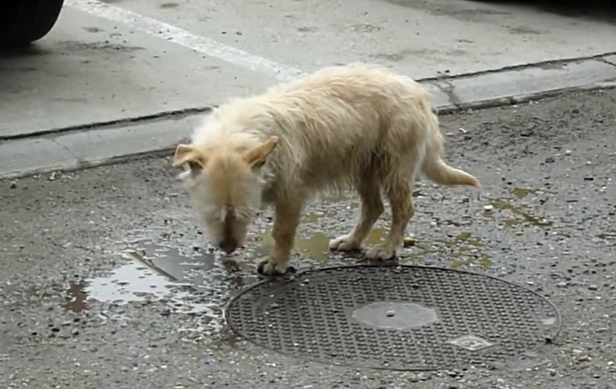 transformacion-perro-rescatado3