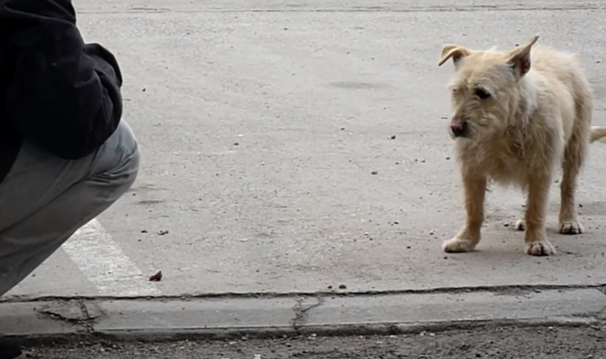 transformacion-perro-rescatado4