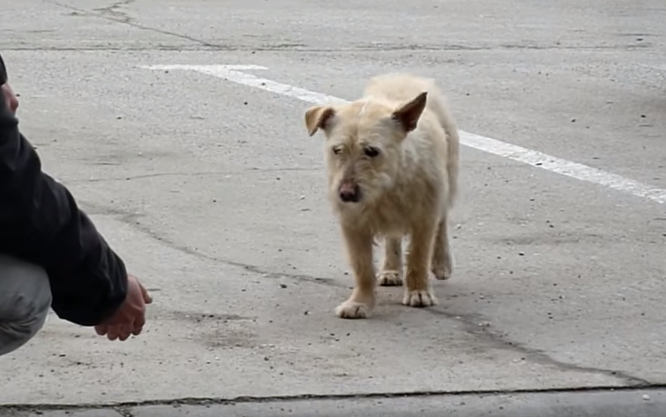 transformacion-perro-rescatado5