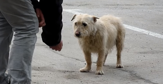 transformacion-perro-rescatado6