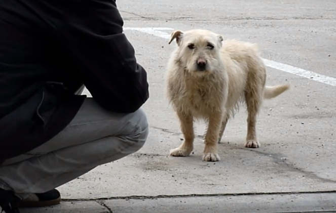 transformacion-perro-rescatado7