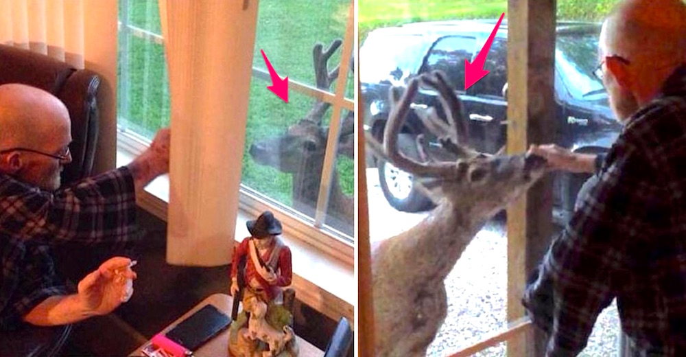 Un venado visita a un viejito moribundo para entregarle un mensaje muy importante Un venado visita a un viejito moribundo para entregarle un mensaje muy importante