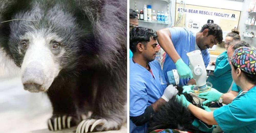 Después de tanto sufrimiento en un circo, para estos 19 osos comenzó una vida nueva…