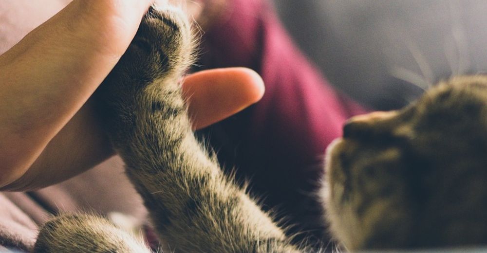 Seis divertidas maneras de descubrir si tu gatito realmente te ama